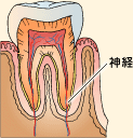 一般歯科